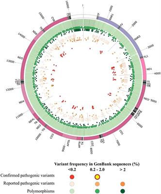 Bioinformatics Tools and Databases to Assess the Pathogenicity of Mitochondrial DNA Variants in the Field of Next Generation Sequencing